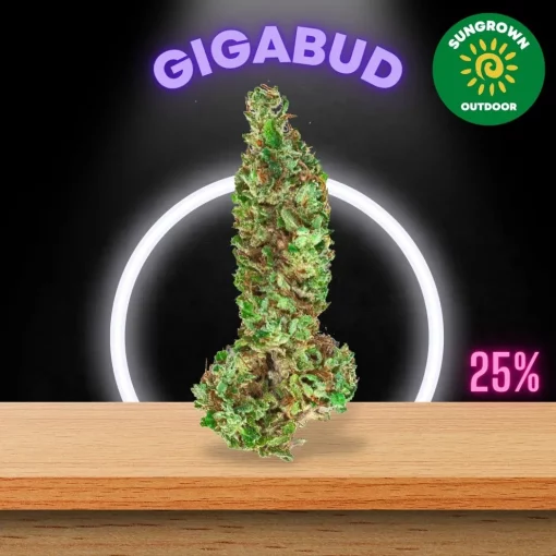 Buy Gigabud strain UK