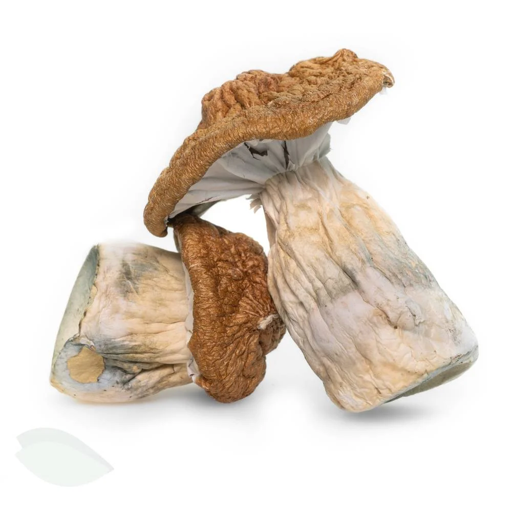 buy-trans-envy-magic-mushrooms-uk