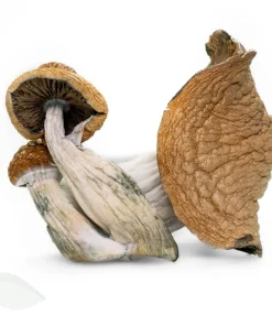 Buy Trans Envy Magic Mushrooms UK